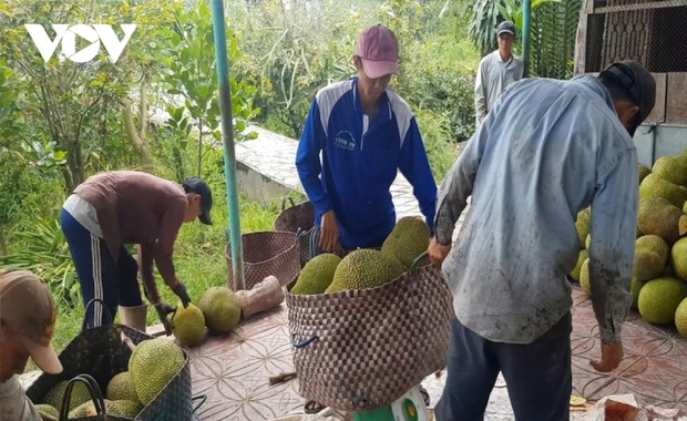 Gấp quần áo thuê, nuôi ruồi và những nghề kỳ lạ nhưng đem lại thu nhập hàng triệu đồng/ngày - Ảnh 7.