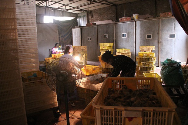折疊租來的衣服，養蒼蠅和其他每天帶來數百萬越南盾的奇怪工作 - 照片 8。