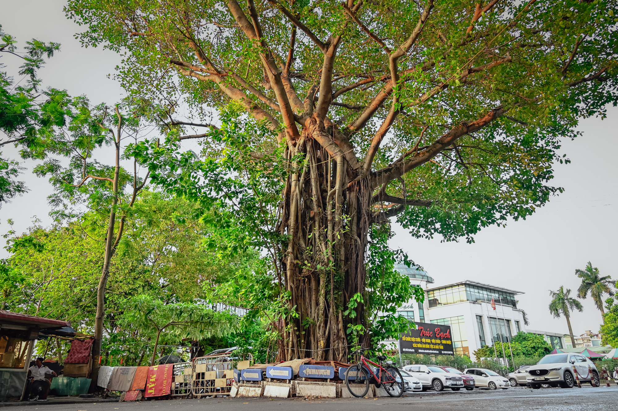  Hà Nội: Kỳ lạ những cây cổ thụ mọc giữa đường, thậm chí xuyên thủng nhà - Ảnh 5.