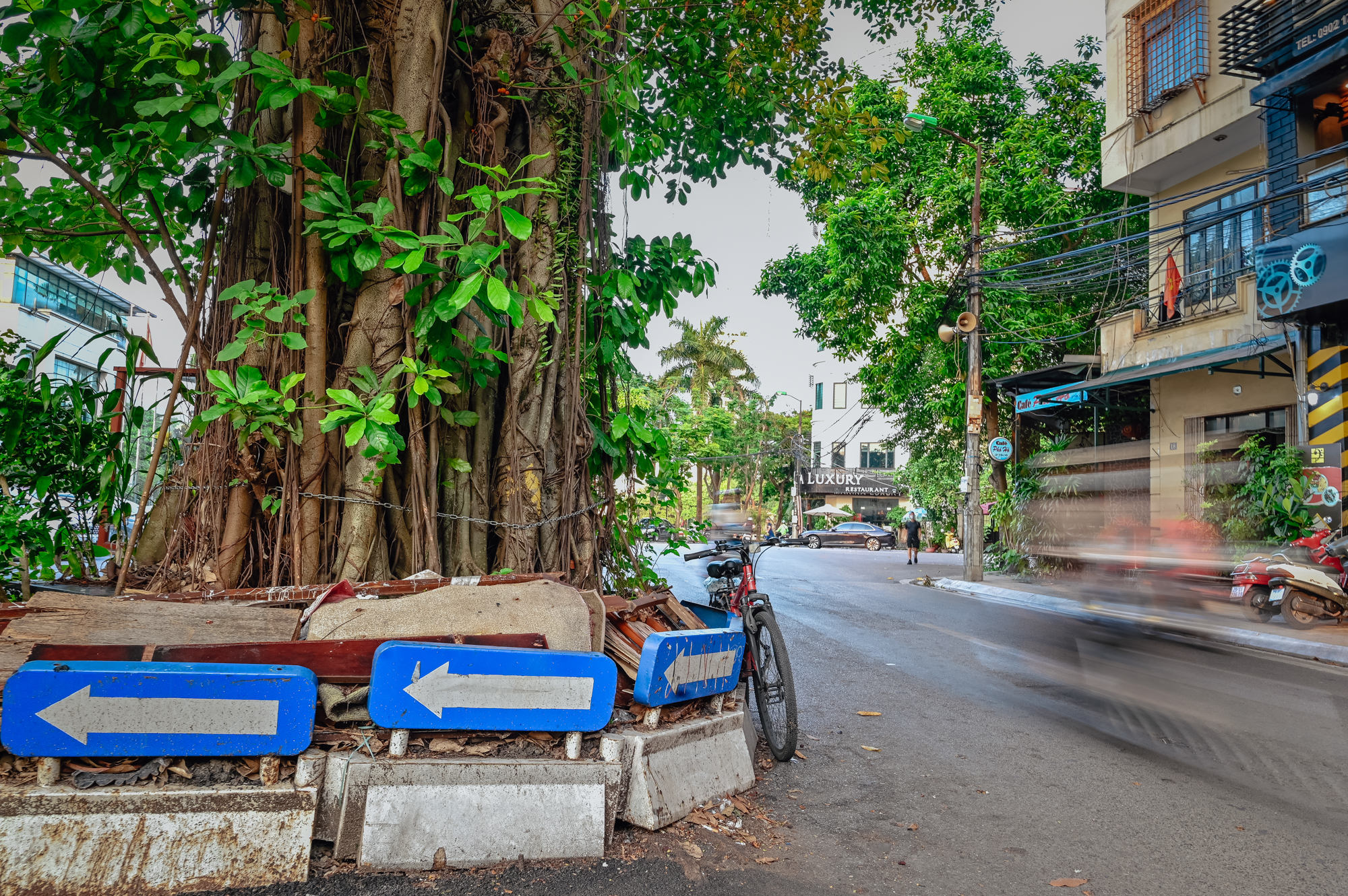  Hà Nội: Kỳ lạ những cây cổ thụ mọc giữa đường, thậm chí xuyên thủng nhà - Ảnh 6.