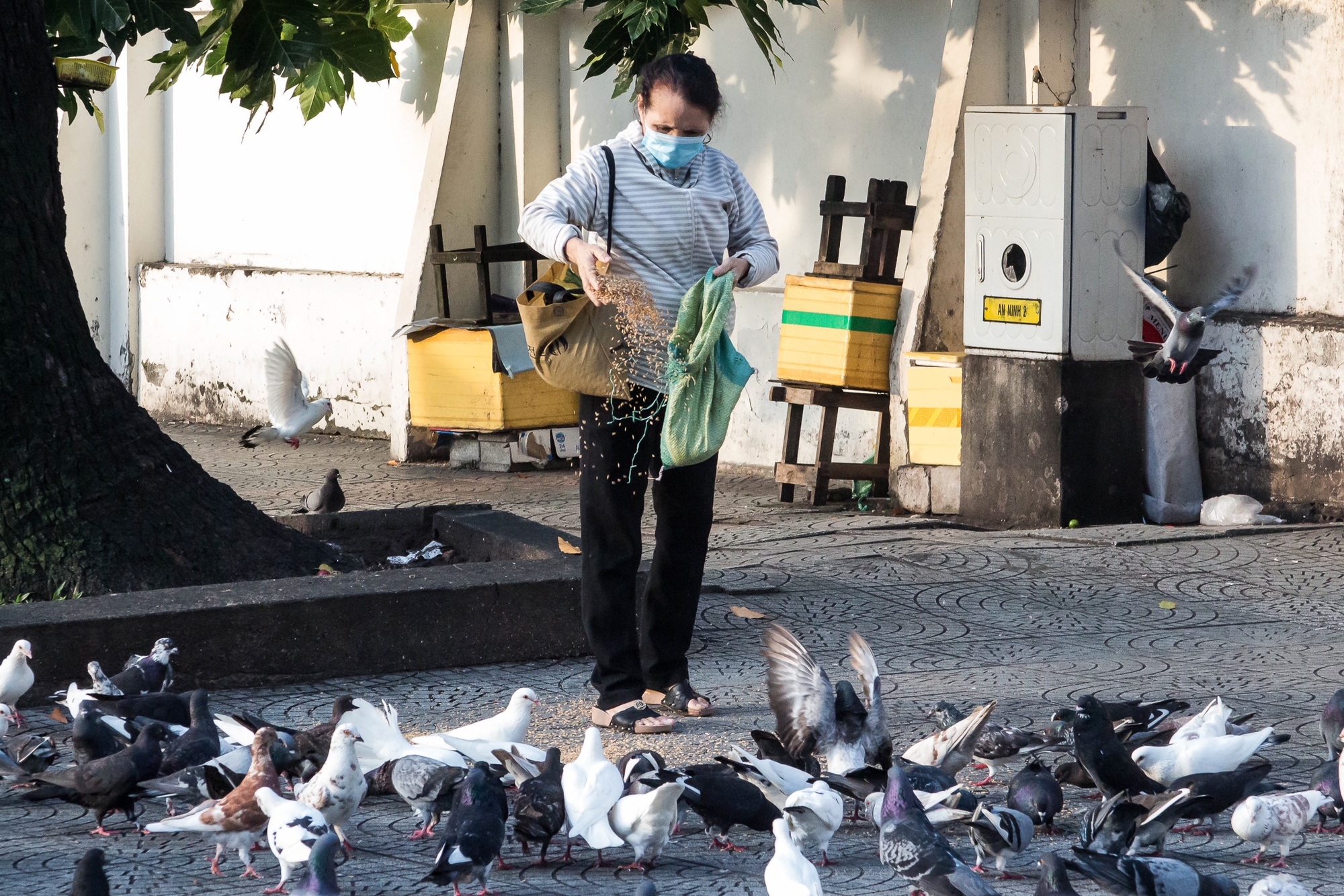  TP.HCM: Nhiều loài động vật thiên nhiên về sống giữa phố xá, có cả chim quý hàng nghìn đô - Ảnh 2.