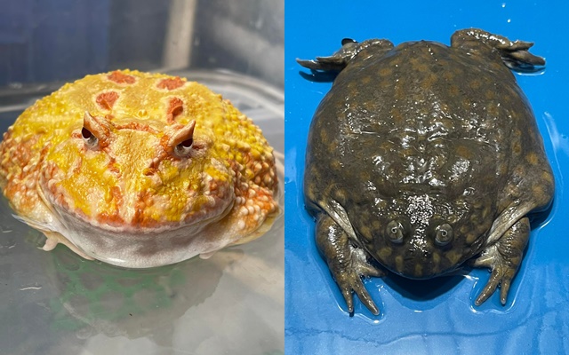khảo sát đặc điểm hình thái và sự lai tạo giữa ếch đồng Việt Nam
