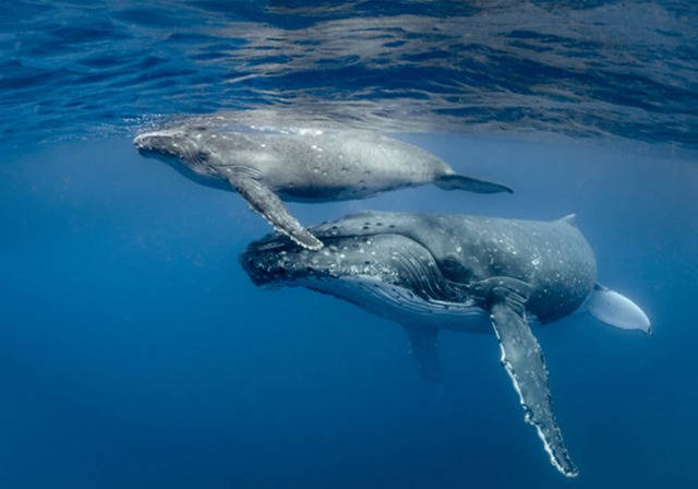 Kình lạc - bài ca bất tận của đại dương: Không hề biết cái chết của cá voi lại ý nghĩa đến thế! - Ảnh 2.