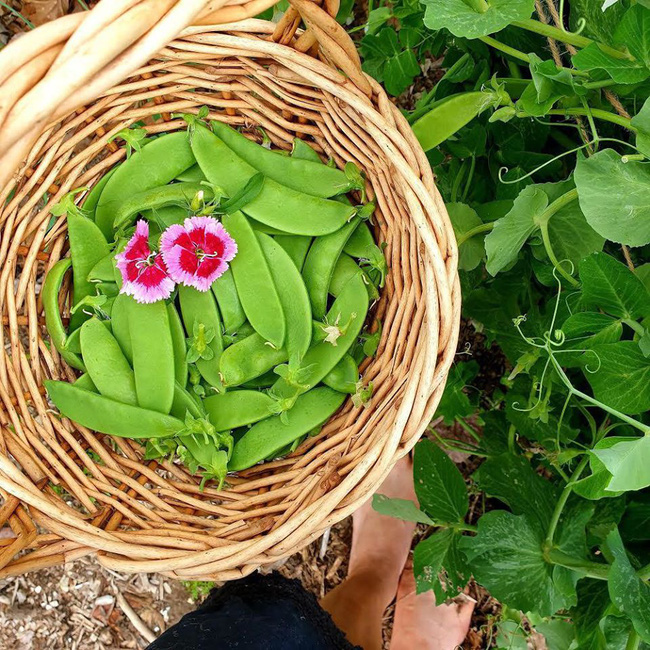 Yêu thích phim Ngôi nhà nhỏ trên thảo nguyên, người phụ nữ quyết dành cả đời để trồng rau sạch - Ảnh 12.