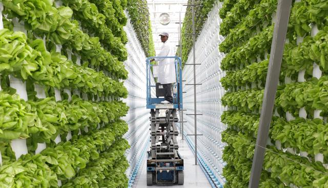  Dubai xây nhà máy trồng rau trên không lớn nhất thế giới, tiết kiệm 95% nước so với rau trồng trên đất  - Ảnh 5.