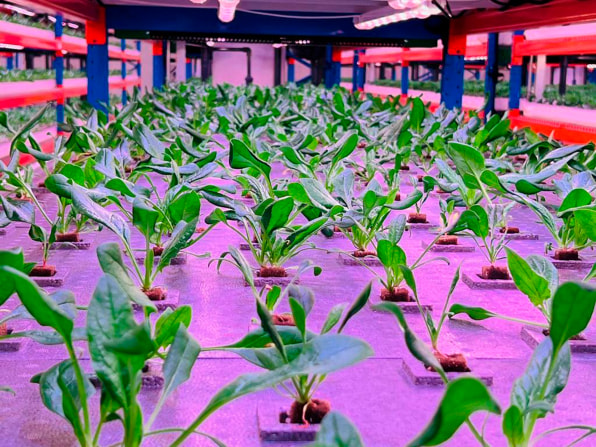  Dubai xây nhà máy trồng rau trên không lớn nhất thế giới, tiết kiệm 95% nước so với rau trồng trên đất  - Ảnh 7.