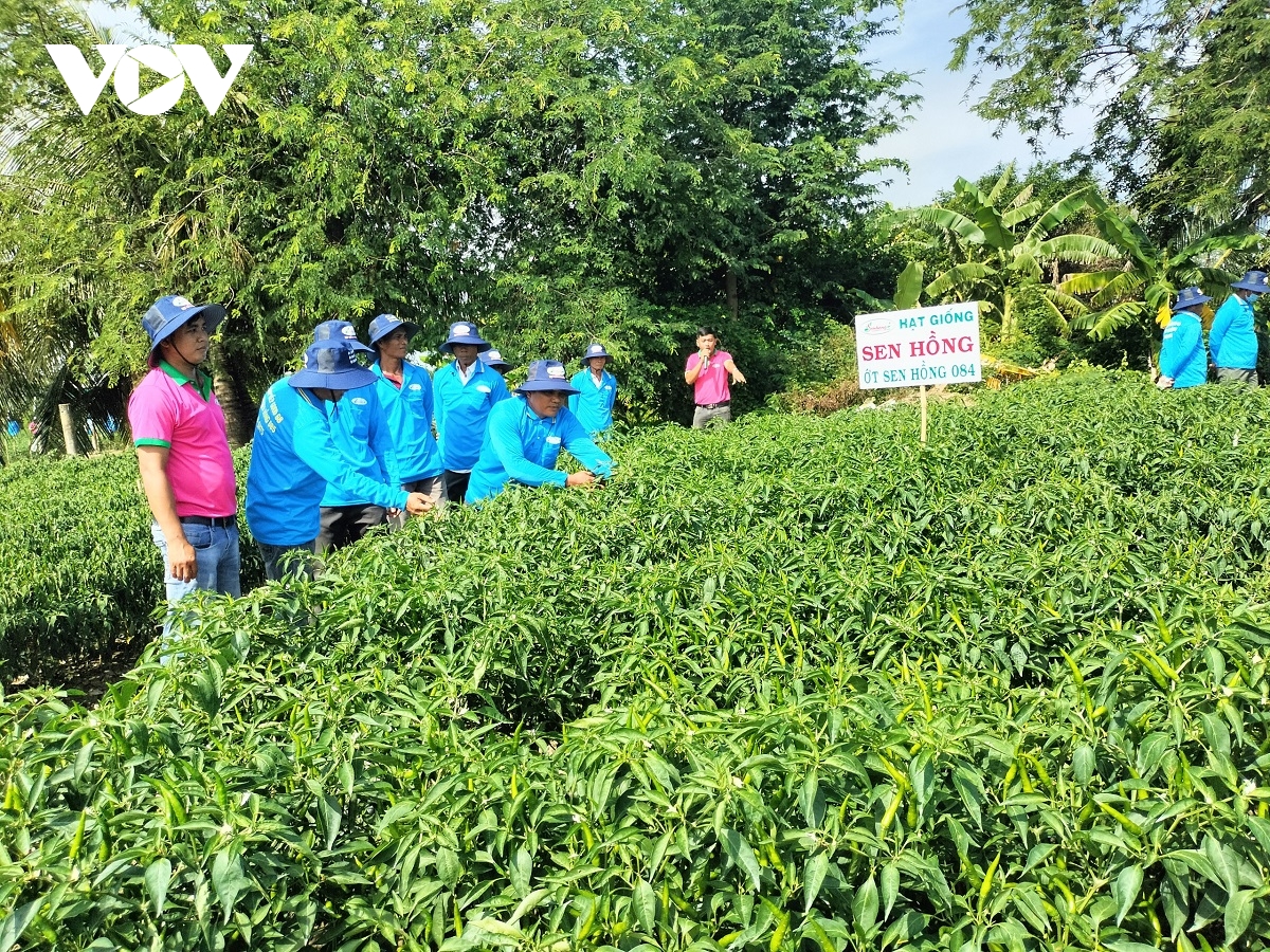 Trồng cây ớt luân canh dưới chân ruộng giúp nông dân Tiền Giang làm giàu - Ảnh 1.