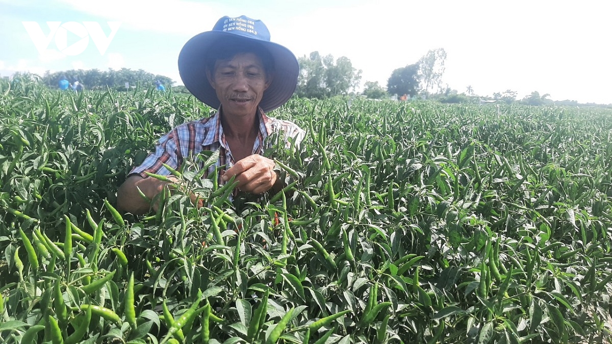 Trồng cây ớt luân canh dưới chân ruộng giúp nông dân Tiền Giang làm giàu - Ảnh 4.