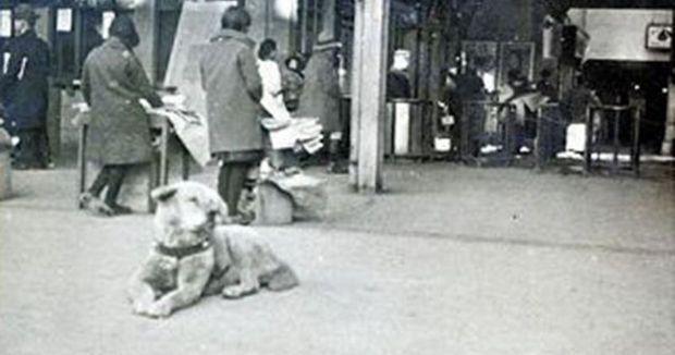  Những chuyện ít người biết về Hachiko - chú chó đứng ở sân ga 10 năm đợi chủ đã trở thành biểu tượng của lòng trung thành - Ảnh 5.