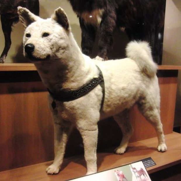  Những chuyện ít người biết về Hachiko - chú chó đứng ở sân ga 10 năm đợi chủ đã trở thành biểu tượng của lòng trung thành - Ảnh 9.