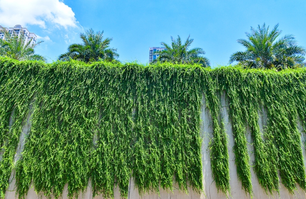  Cận cảnh bức tường xanh hiếm có giữa hầm chui ở Hà Nội giúp người dân giải nhiệt ngày nắng nóng - Ảnh 12.
