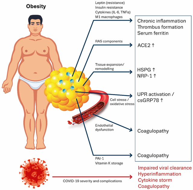 Phát hiện kỳ lạ về COVID-19: Khi virus hack vào hệ thống chuyển hóa của cơ thể, chúng sẽ vỗ béo loài người  - Ảnh 4.