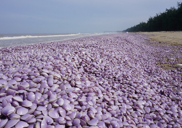  Nguyên nhân ban đầu khiến hàng tấn ngao chết trôi dạt vào bờ biển Thanh Hóa - Ảnh 1.