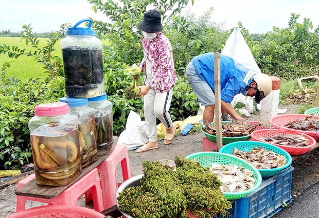 Đọt choại nhúng lẩu mắm cá đồng hao cơm phải biết - Ảnh 2.