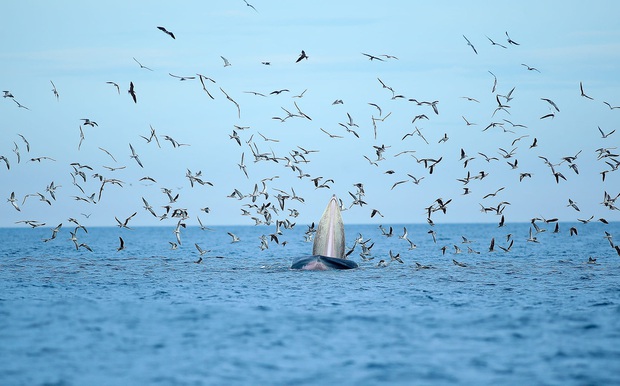 Thích thú, vỡ òa với khoảnh khắc chứng kiến cá voi xanh săn mồi trên biển Đề Gi - Ảnh 2.