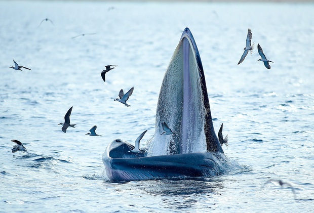 Thích thú, vỡ òa với khoảnh khắc chứng kiến cá voi xanh săn mồi trên biển Đề Gi - Ảnh 3.