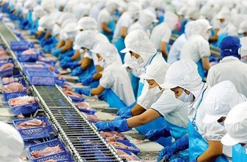 Doanh nghiệp xuất khẩu cá tra lo “đói” nguyên liệu - Ảnh 1. Doanh nghiệp xuất khẩu cá tra lo “đói” nguyên liệu - Ảnh 1.