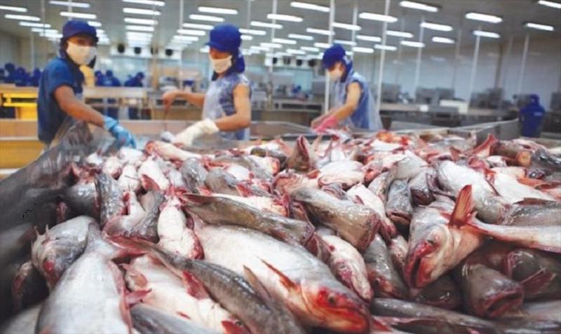 Doanh nghiệp xuất khẩu cá tra lo “đói” nguyên liệu - Ảnh 2. Doanh nghiệp xuất khẩu cá tra lo “đói” nguyên liệu - Ảnh 2.