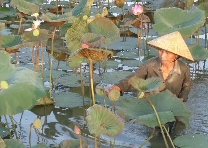 Ngỡ ngàng trước cảnh thanh bình ở di sản Thành nhà Hồ - Ảnh 8.