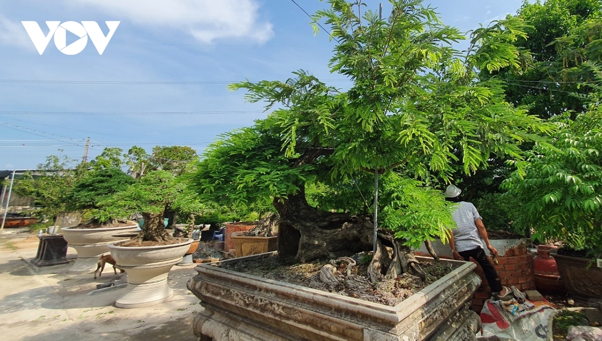 Vua me với những tác phẩm bonsai hái tiền tỷ - Ảnh 2.