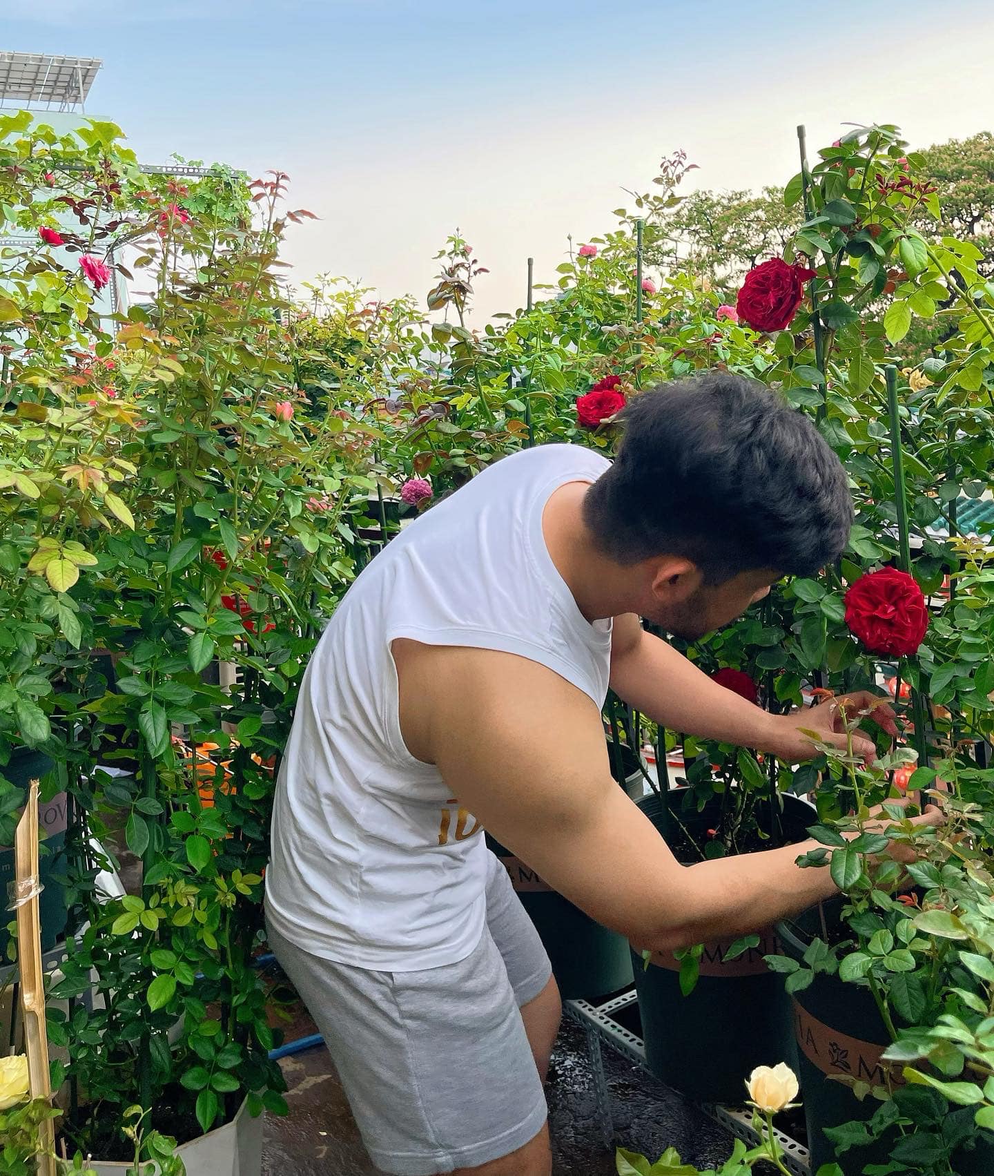 Tham quan học tập mô hình trồng hoa hồng ở TP Gia Nghĩa