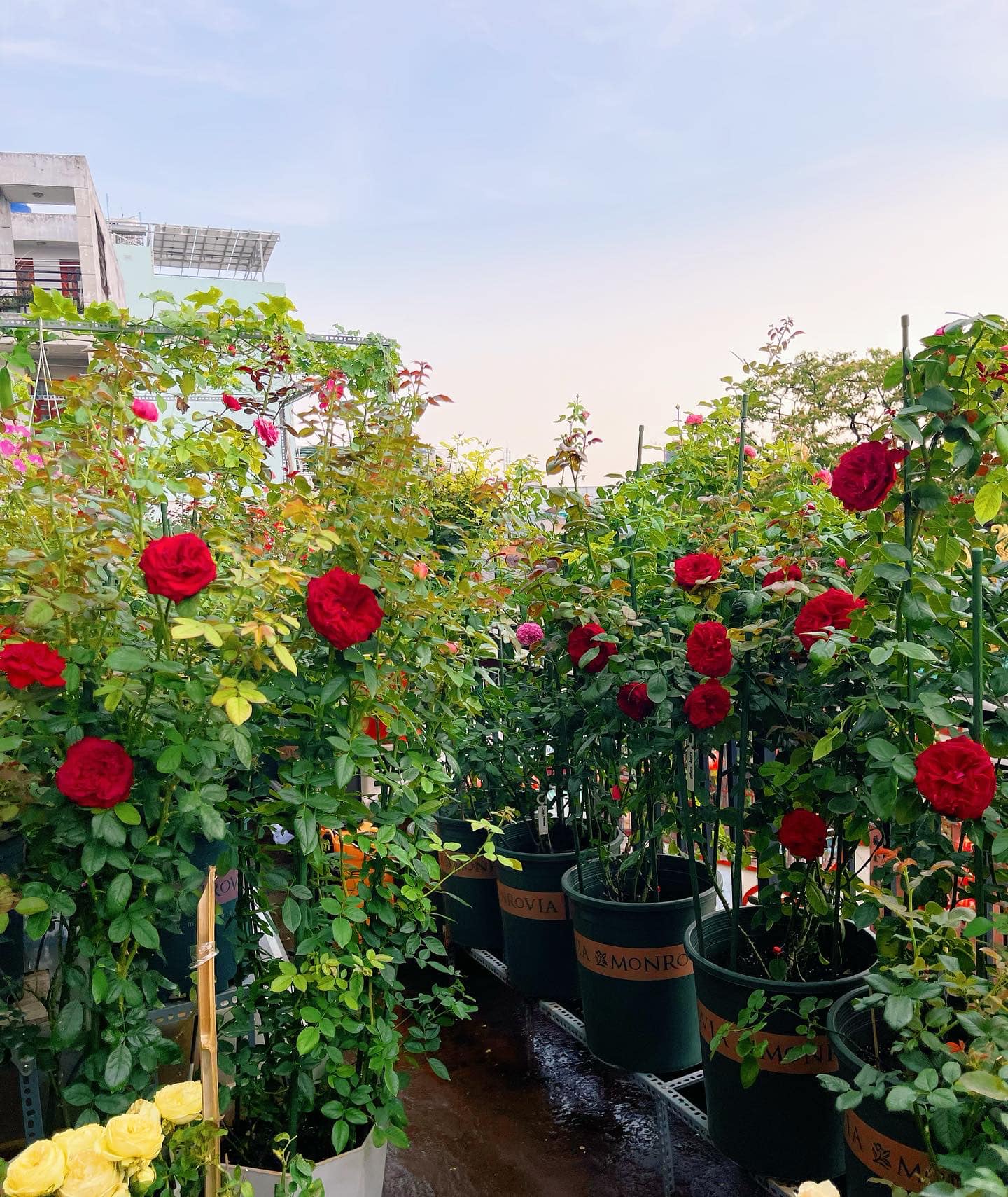 Khu vườn hoa hồng đẹp ngây ngất trên sân thượng ở TP HCM