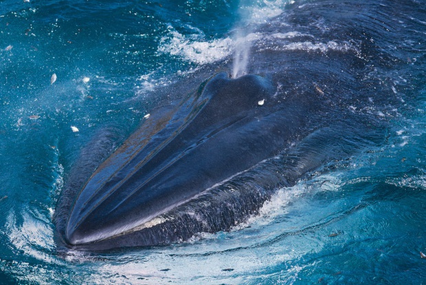 Nhiếp ảnh gia chia sẻ kinh nghiệm săn ảnh cá voi ở biển Đề Gi - Ảnh 3.