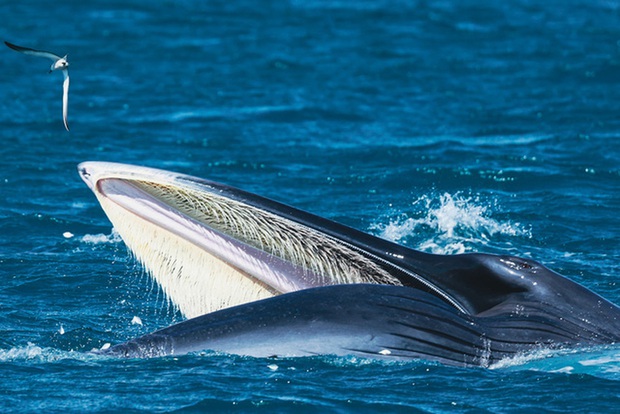 Nhiếp ảnh gia chia sẻ kinh nghiệm săn ảnh cá voi ở biển Đề Gi - Ảnh 5.