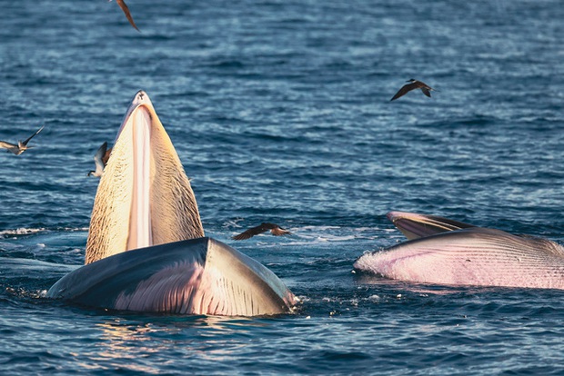 Nhiếp ảnh gia chia sẻ kinh nghiệm săn ảnh cá voi ở biển Đề Gi - Ảnh 10.