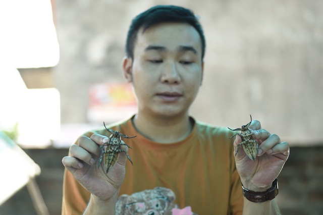 Bỏ 100 triệu đồng nuôi côn trùng, chàng trai Hà Nội thu nhập nửa tỷ đồng mỗi năm - Ảnh 1.