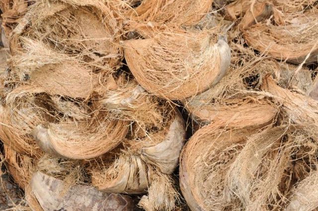 Xuất khẩu xơ dừa của Việt Nam tăng 272% - Ảnh 1.