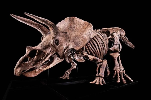 Giới siêu giàu bị chỉ trích vì sở thích chơi hóa thạch khủng long - Ảnh 2.
