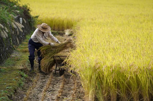  Nhật Bản đau đầu vì người dân chán ăn cơm với cá  - Ảnh 4.