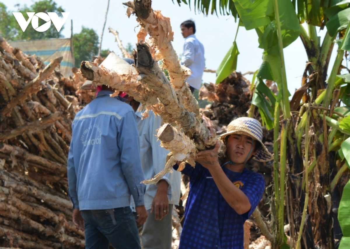 Giá cây tràm giảm, người trồng rừng U Minh hạ mất nửa thu nhập - Ảnh 1.