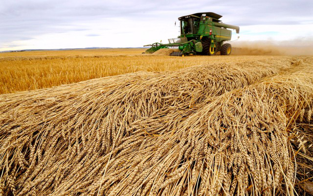 Giá lúa mì xuống gần mức đầu năm - Ảnh 1.