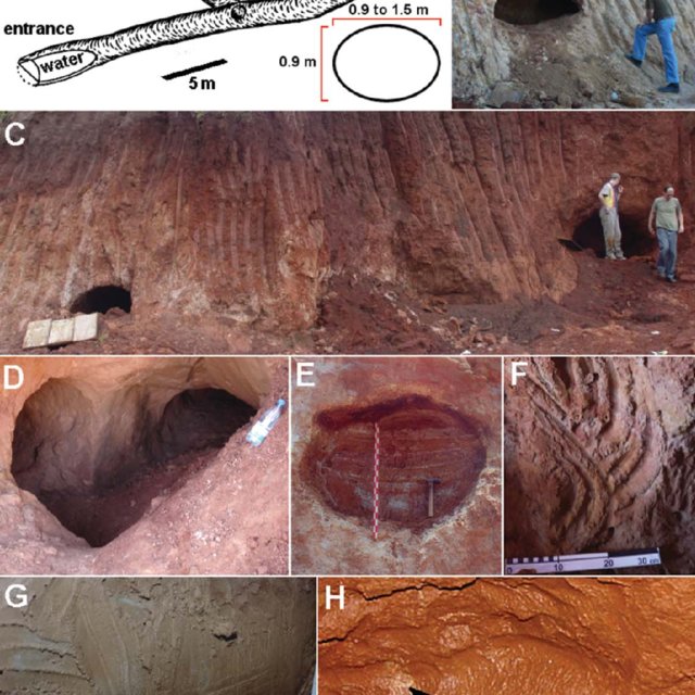 Tìm thấy 10.000 đường hầm 13.000 tuổi: Không phải do người, tác giả là loài khổng lồ này - Ảnh 3.