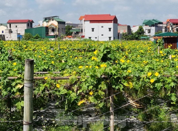  Nghỉ việc ngân hàng lương cao, chàng trai Bắc Ninh biến xơ mướp thành sản phẩm xuất khẩu nghìn đô - Ảnh 1.