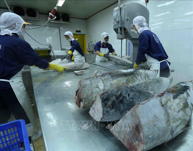 Xuất khẩu cá ngừ nhiều biến động - Ảnh 2.