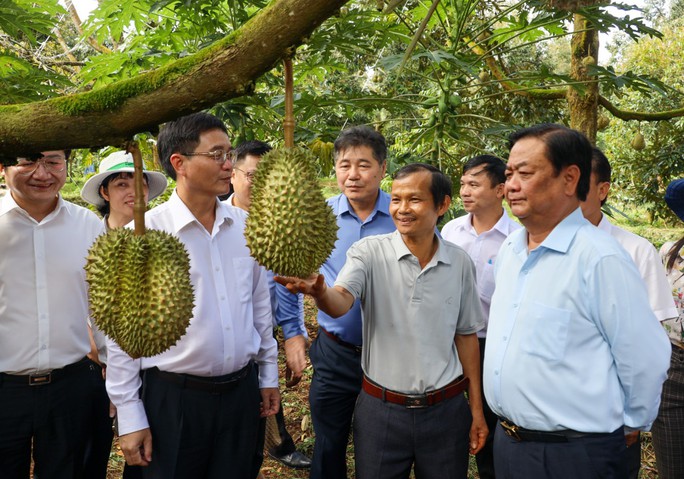 Xuất khẩu sầu riêng: Phải giữ chữ tín - Ảnh 1.