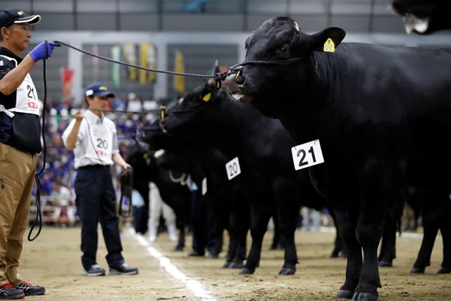 Bên trong thế vận hội so găng những con bò wagyu lấy thịt đắt đỏ bậc nhất Nhật Bản - Ảnh 1.