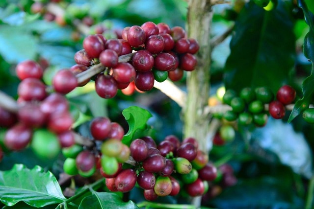 The new harvest has not yet come, the price of coffee is flat - Photo 1.