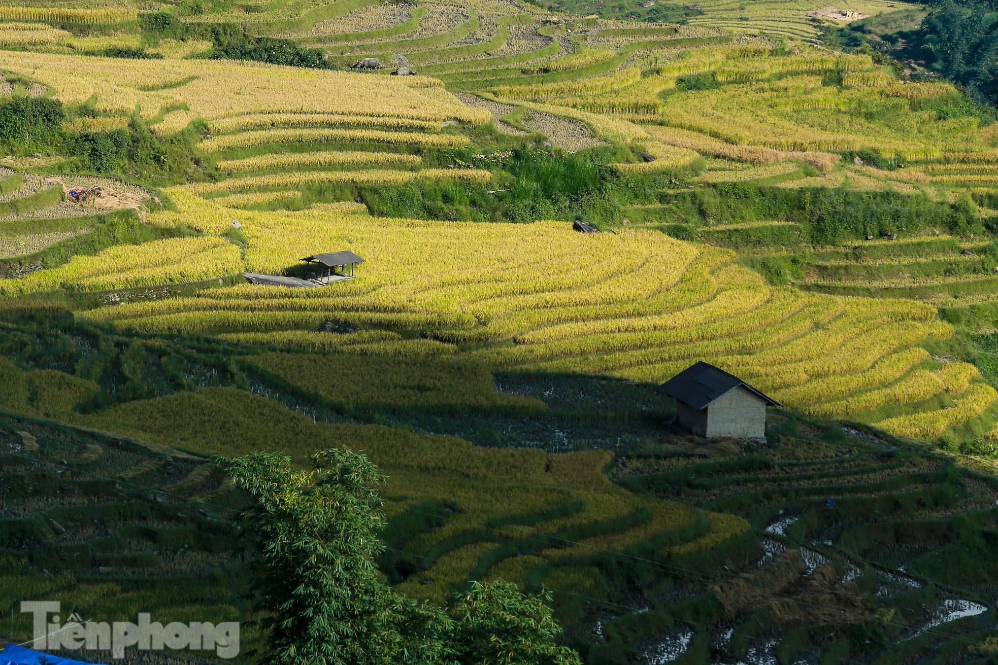  Ruộng bậc thang Y Tý vào mùa vàng: Thiên đường là đây! - Ảnh 8.