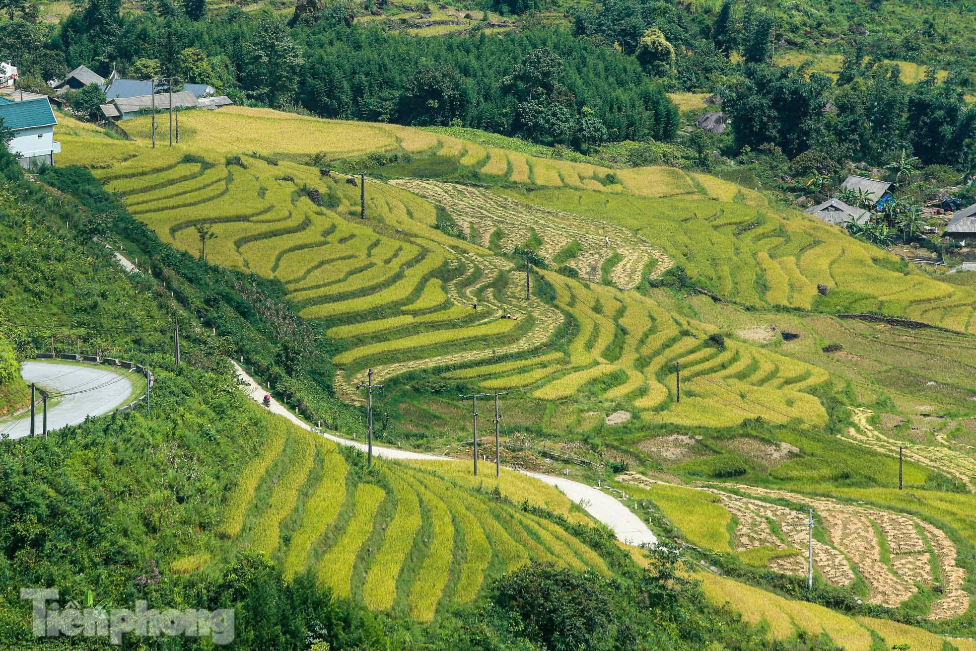  Ruộng bậc thang Y Tý vào mùa vàng: Thiên đường là đây! - Ảnh 3.