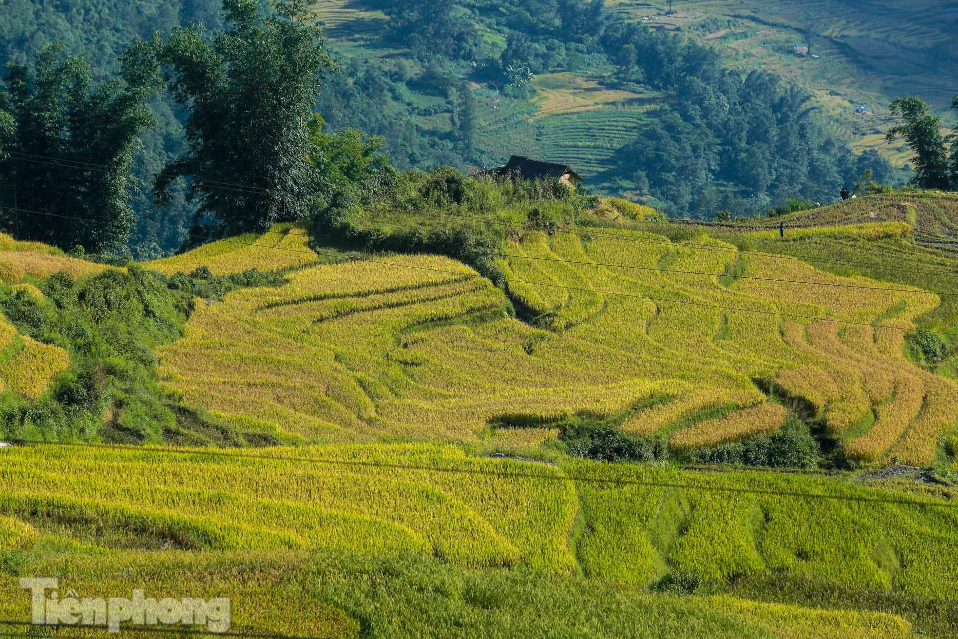  Ruộng bậc thang Y Tý vào mùa vàng: Thiên đường là đây! - Ảnh 2.