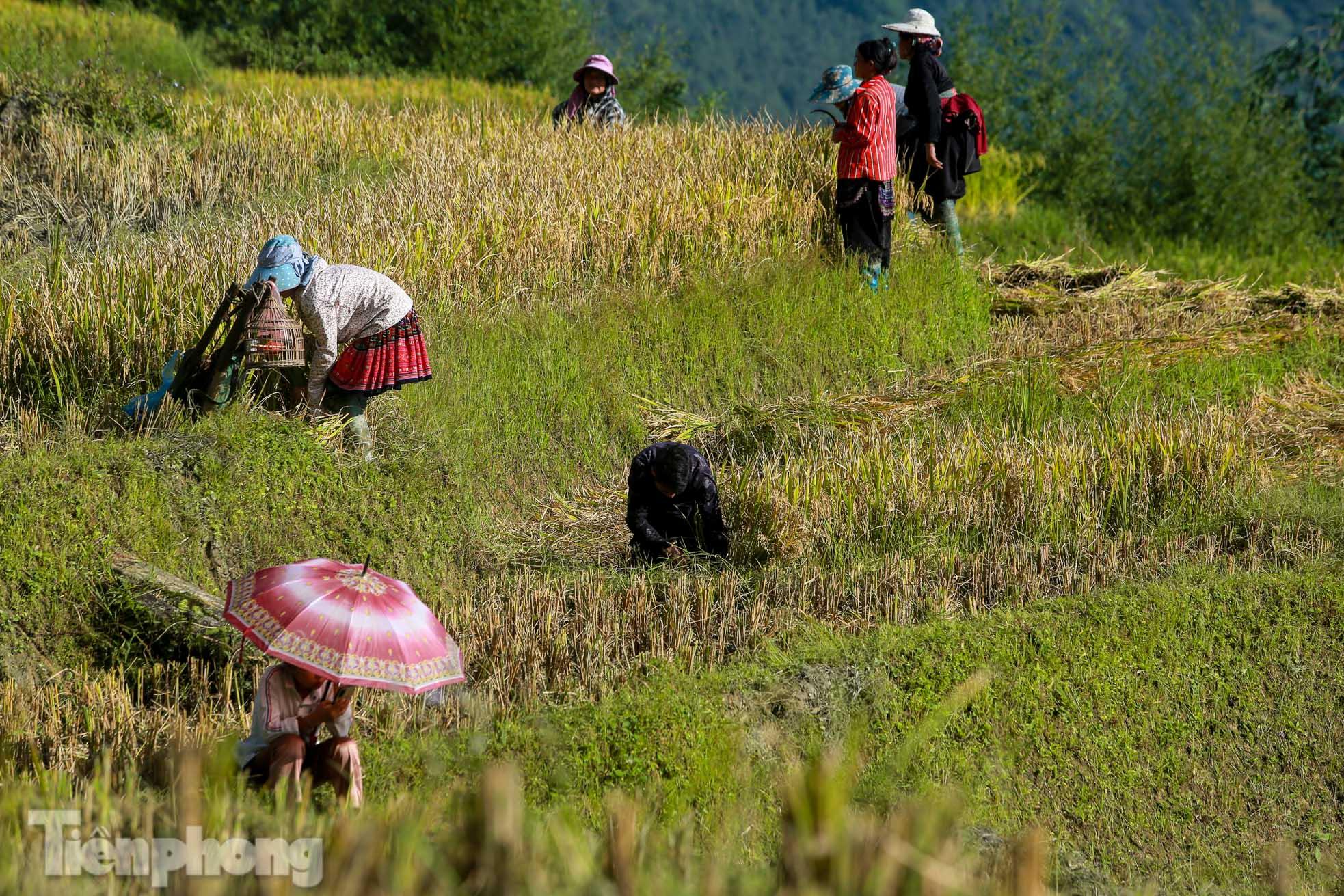  Ruộng bậc thang Y Tý vào mùa vàng: Thiên đường là đây! - Ảnh 15.