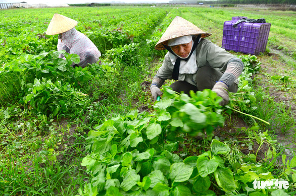 Cấp chứng nhận VietGAP: Sẽ thu hồi giấy phép nếu vi phạm