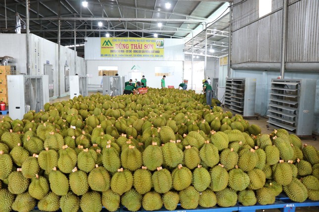 Động thái lạ của các nước khi sầu riêng Việt xuất khẩu sang Trung Quốc - Ảnh 2. Động thái lạ của các nước khi sầu riêng Việt xuất khẩu sang Trung Quốc - Ảnh 2.