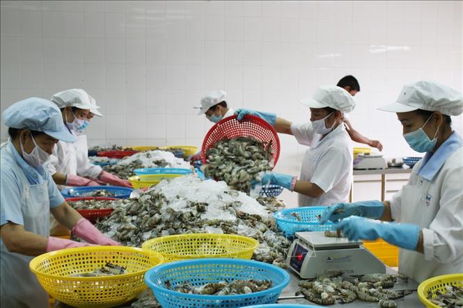 Nhiều cơ hội cho xuất khẩu tôm - Ảnh 1. Nhiều cơ hội cho xuất khẩu tôm - Ảnh 1.