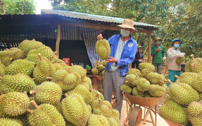 Động thái lạ của các nước khi sầu riêng Việt xuất khẩu sang Trung Quốc - Ảnh 1. Động thái lạ của các nước khi sầu riêng Việt xuất khẩu sang Trung Quốc - Ảnh 1.