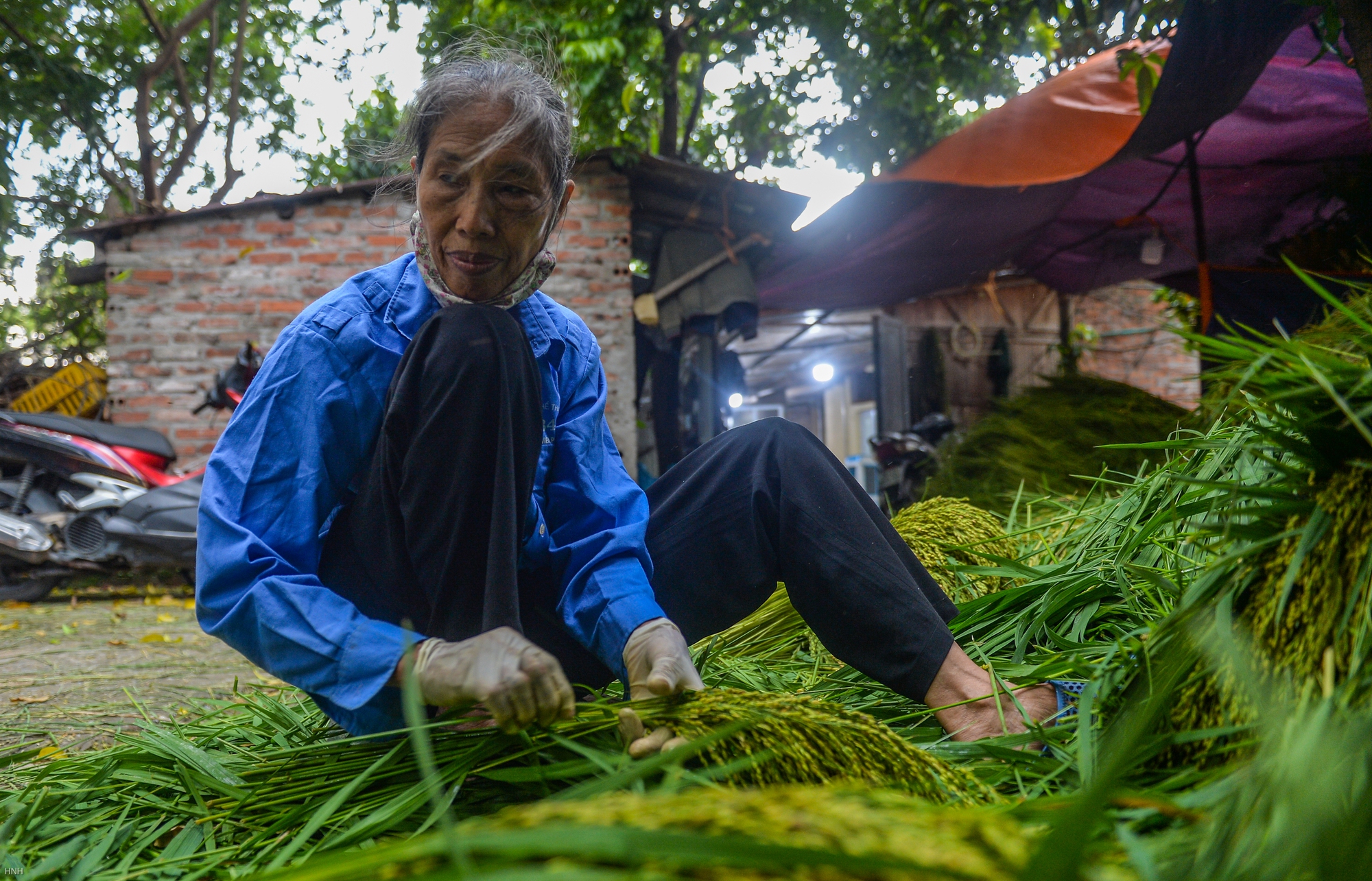 Hà Nội: Làng cốm Mễ Trì tất bật vào vụ lớn nhất trong năm - Ảnh 3. Hà Nội: Làng cốm Mễ Trì tất bật vào vụ lớn nhất trong năm - Ảnh 3.